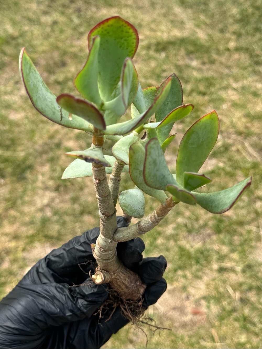 Silver Dollar Jade Plant (Crassula Arborescens) - Picture 4 of 5